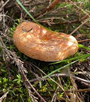 Edelreizker; Uwe 30.9.23 Edelreizker; Uwe 30.9.23