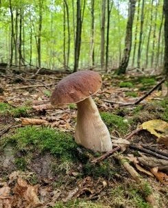 Ehrwürdiger Steinpilz; Foto Verena 20.9.26