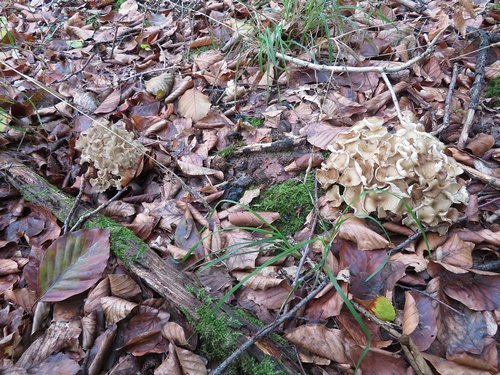 Eichhasen Michael 4.10.22