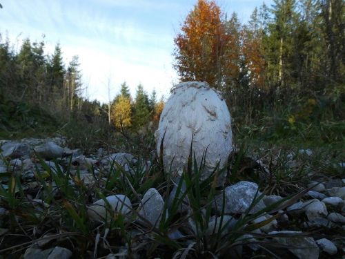 Einsamer Schopftintling; Foto Sepp 29.10.25