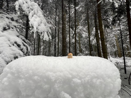 Einsamer Steinpilz im Winterwald; Foto Heiko 1.12.23