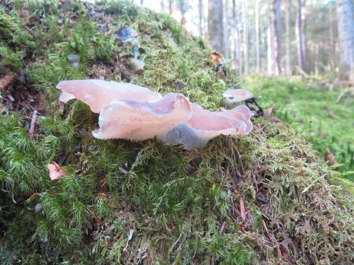 Eispilz (Gallertiger Zitterzahn); Foto Michael 15.11.25 Eispilz (Gallertiger Zitterzahn); Foto Michael 15.11.25