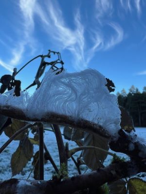 Eiswolle; Foto Heiko 1.12.24