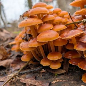 Winterrüblinge 1; Foto Matthias 13.12.25 Winterrüblinge 1; Foto Matthias 13.12.25