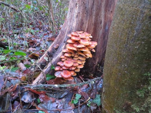 Judasohren 1; Foto Michael 13.12.25