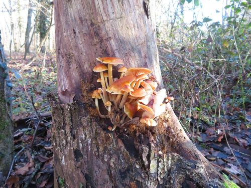 Samtfußrüblinge 1; Foto Michael 16.1.26