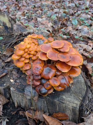 Winterrüblinge 2; Foto Matthias 13.12.25 Winterrüblinge 2; Foto Matthias 13.12.25