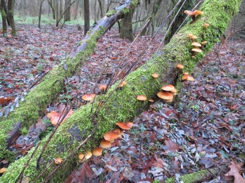 Samtfußrüblinge, eher vereinzelt; Foto Michael 13.12.25