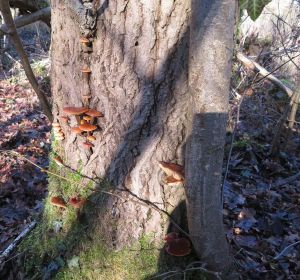 Samtfußrüblinge 3; Foto Michael 16.1.26