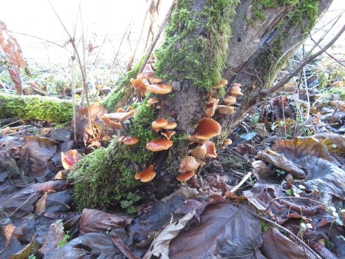 Samtfußrüblinge 4; Foto Michael 16.1.26