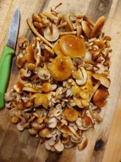 Schöne Fundmenge von Samtfußrüblingen; Foto Matthias 1.12.24 Schöne Fundmenge von Samtfußrüblingen; Foto Matthias 1.12.24