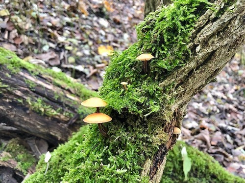 Enoki Holunder Thomas 9.12.22 Enoki Holunder Thomas 9.12.22