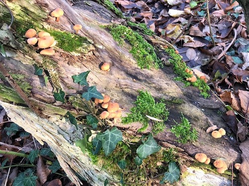 Enoki Holunder2 Thomas 9.12.22 Enoki Holunder2 Thomas 9.12.22