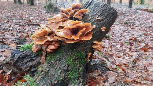 Samtfußrüblinge; Foto Matthias aus Happurg 22.2.26 Samtfußrüblinge; Foto Matthias aus Happurg 22.2.26