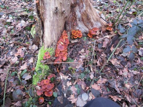 Girlande von Samtfußrüblingen; Foto Michael 17.2.26