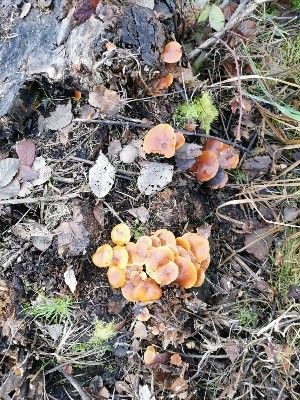 Samtfußrüblinge; Foto Monika 20.12.25