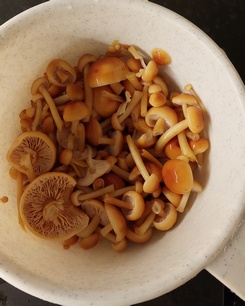 Enoki Schale Martin 27.12.22