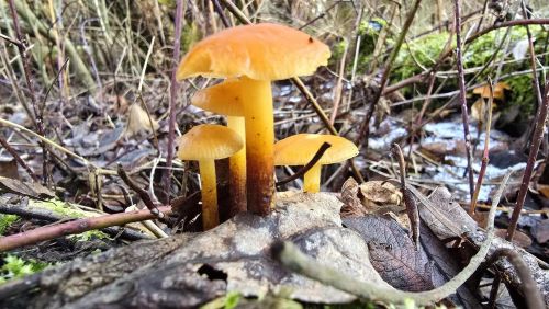 Samtfußrüblinge, ein wenig Schnee; Foto Christine 15.2.26