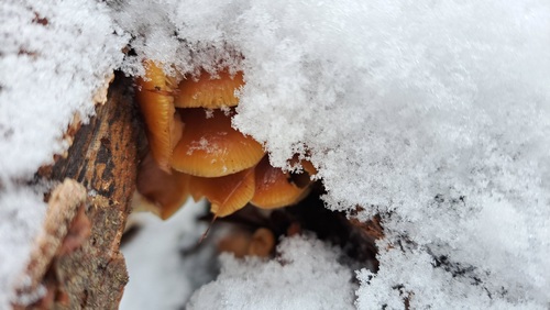 Enoki Schnee PeterC 21.1.23