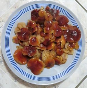 Teller mit Winterrüblingen; Foto Michael 17.2.26