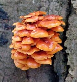 Samtfußrüblinge; Foto Thomas 3.11.25