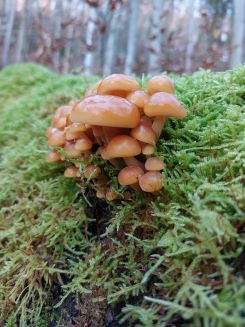 Büschel Winterrüblinge (Samtfußrüblinge); Foto Matthias 1.12.24 Büschel Winterrüblinge (Samtfußrüblinge); Foto Matthias 1.12.24