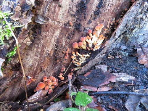 Samtfußrüblinge 2; Foto Michael 16.1.26