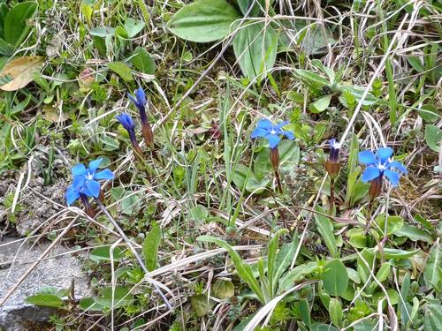 Leuchtend blauer Enzian; Foto Pietro 27.5.24