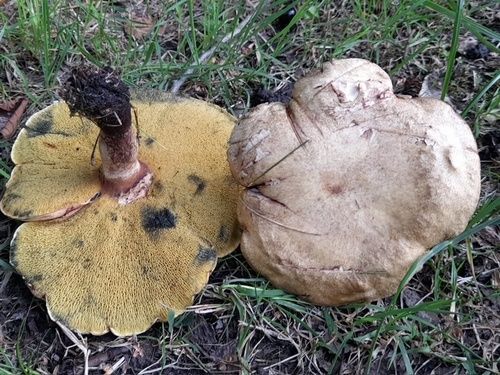 Erlengrüblinge, extrem selten; Foto Volkmar 31.8.26