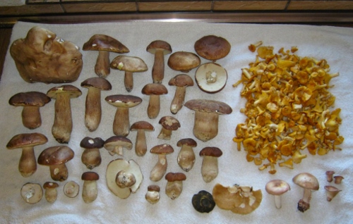 Gesamtfund mit vielen Sommersteinpilzen; Foto © Michael 31.5.17