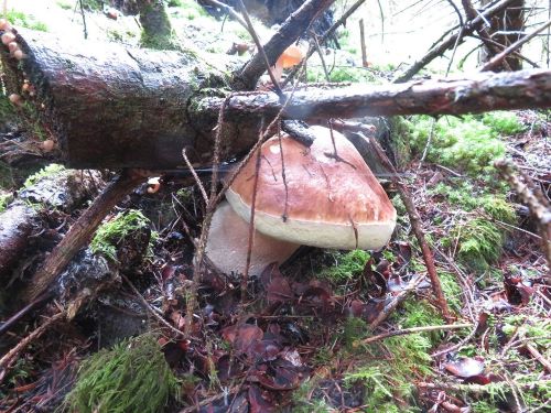 Erschwertes Dasein; Foto Michael 8.10.24