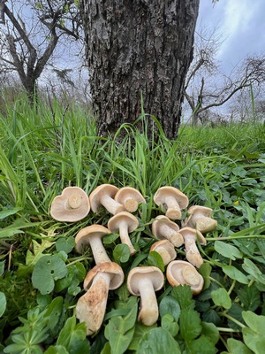 Erste Maipilze 2024: Foto © Heiko 24.3.24 Erste Maipilze 2024: Foto © Heiko 24.3.24