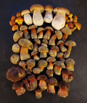 Steinpilze, Flockenstielige und Netzstielige Hexenröhrlinge; Foto Martin 3.9.26 Steinpilze, Flockenstielige und Netzstielige Hexenröhrlinge; Foto Martin 3.9.26