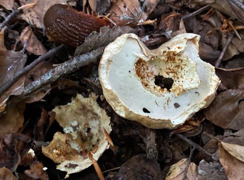 Der erste Sommersteinpilz 2025 ist schon schwer von Schneckenfraß und Madenlöchern gezeichnet; Foto Stefan 7.5.25