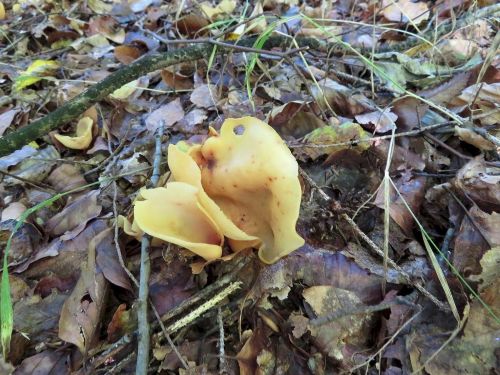 Eselsohr; Foto Michael 9.10.25 Eselsohr; Foto Michael 9.10.25