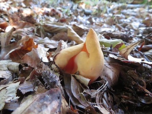 Eselsohr; Foto Michael 3.10.25 Eselsohr; Foto Michael 3.10.25