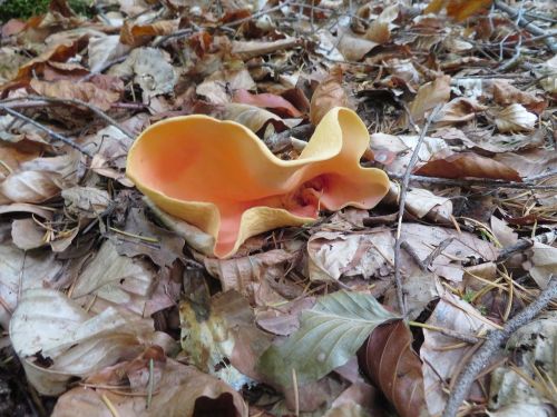 Eselsohr mit Morgenröte; Foto Michael 17.10.25 Eselsohr mit Morgenröte; Foto Michael 17.10.25