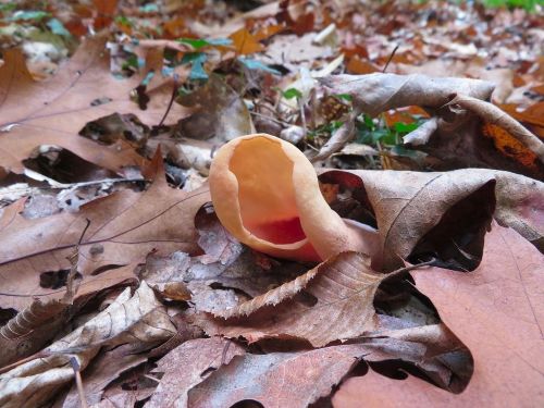 Eselsohr mit "Morgenröte"; Foto Michael 14.10.25 Eselsohr mit "Morgenröte"; Foto Michael 14.10.25