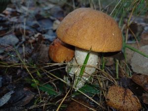 Espenrotkappen; Foto Heidrun 10.11.25