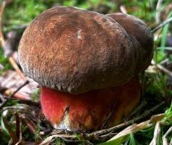 Prächtiger Flockenstieligler Hexenröhrlinge; Foto Armin 4.8.25