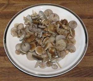 Fund von Fichtenzapfenrüblingen; Foto Michael 20.3.26