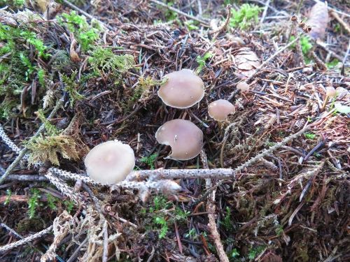 Fichtenzapfenrüblinge; Foto Michael 27.2.26