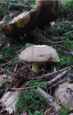 Falscher Anhängselröhrling; Foto Martin 25.9.26