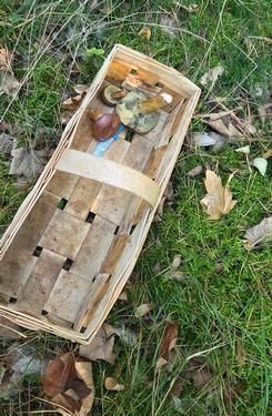 Trauriges Sammelergebnis: 3 Maronen; Foto Tobias 3.10.25 Trauriges Sammelergebnis: 3 Maronen; Foto Tobias 3.10.25