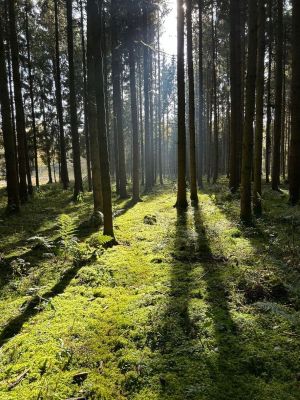 Fichtenhochwald mit Moosboden; Foto Sonny 31.10.25