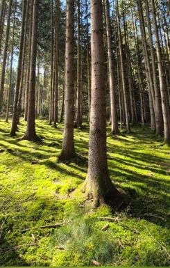 Im Fichtenhochwald, wo die Maronenröhrlinge wachsen; Foto Petra 17.9.26 Im Fichtenhochwald, wo die Maronenröhrlinge wachsen; Foto Petra 17.9.26