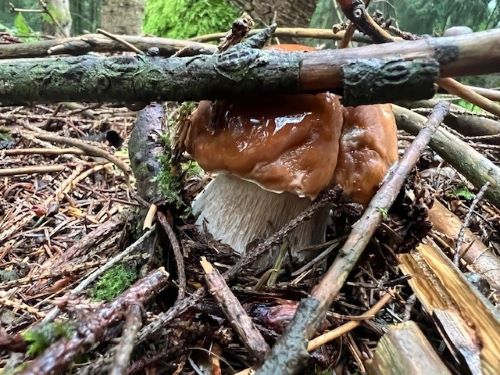 Fichtensteinpilz mit Dachauflage; Foto Heiko 11.9.25