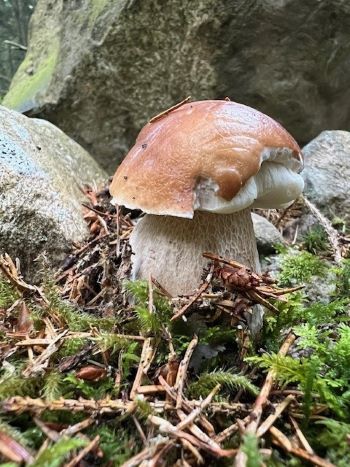 Fichtensteinpilz bei Steinen; Foto Heiko 25.7.25