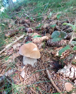 Junger Fichtensteinpilz; Foto Martin 8.6.24