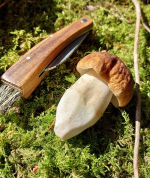 Fichtensteinpilz und Pilzmesser; Foto Matthias 11.8.25